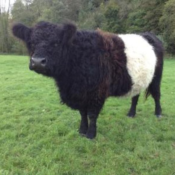 New Made in Scotland Belted Galloway Cow Pin Brooch Handmade - Picture 5 of 7